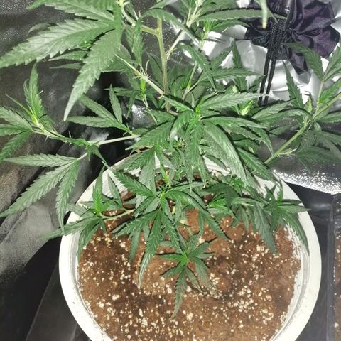 GRANEL strain growlog timeline photo