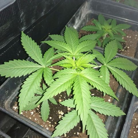 GRANEL strain growlog timeline photo