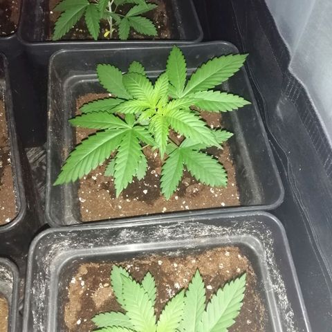 GRANEL strain growlog timeline photo
