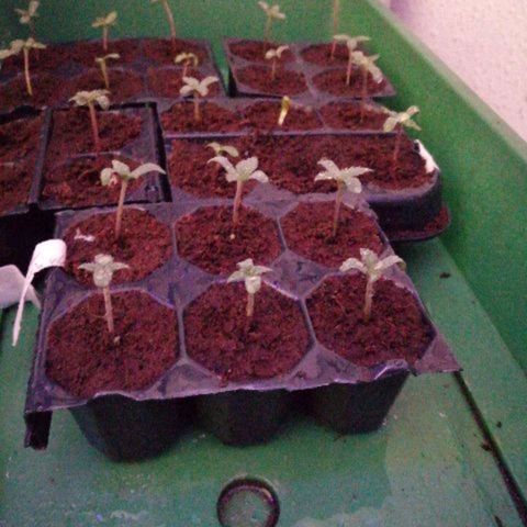 GRANEL strain growlog timeline photo