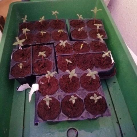 GRANEL strain growlog timeline photo