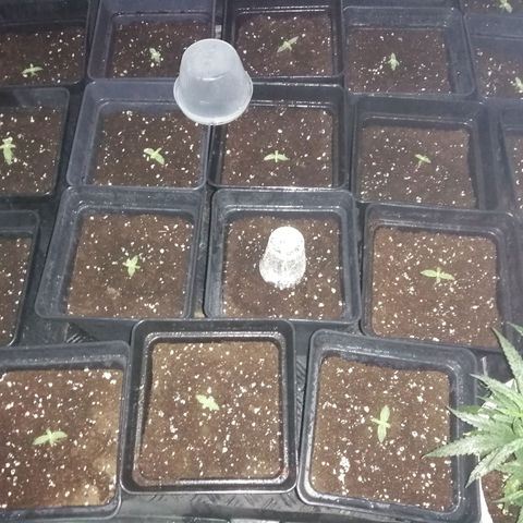 GRANEL strain growlog timeline photo