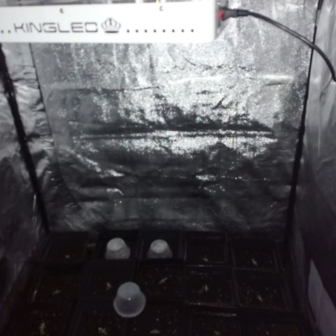 GRANEL strain growlog timeline photo