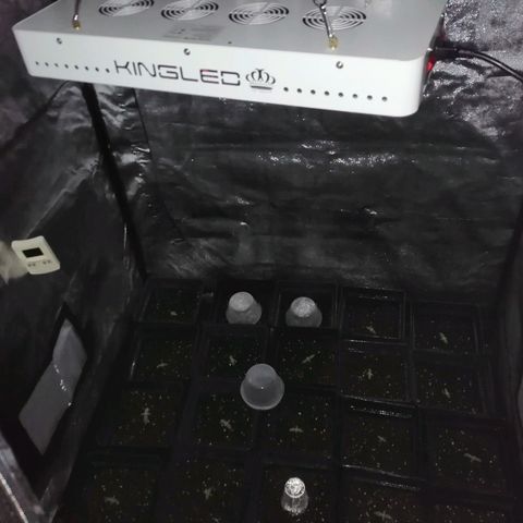 GRANEL strain growlog timeline photo