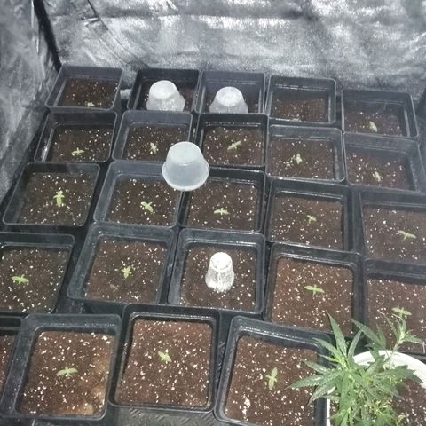 GRANEL strain growlog timeline photo