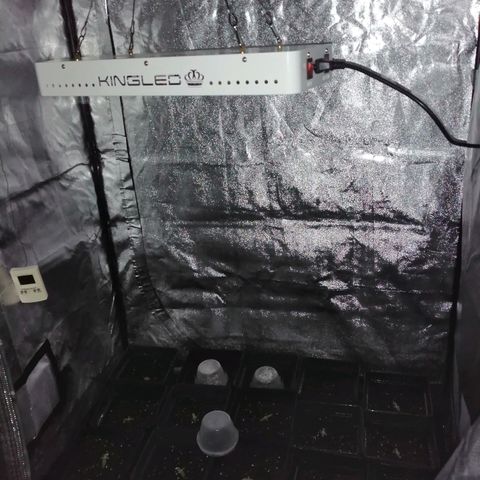 GRANEL strain growlog timeline photo