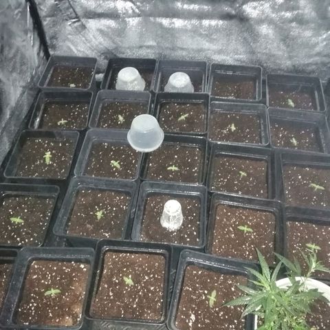 GRANEL strain growlog timeline photo