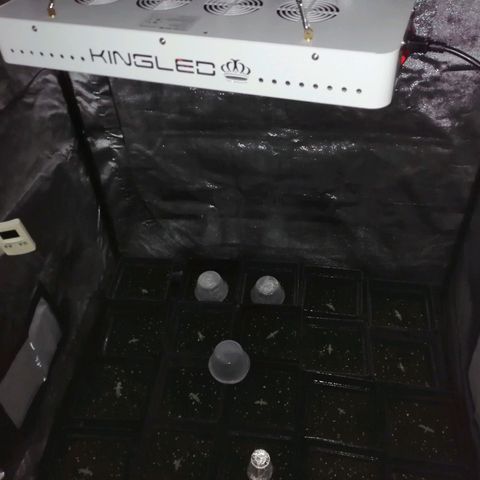 GRANEL strain growlog timeline photo