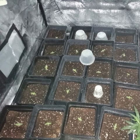 GRANEL strain growlog timeline photo