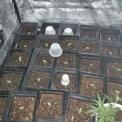 GRANEL strain growlog timeline photo