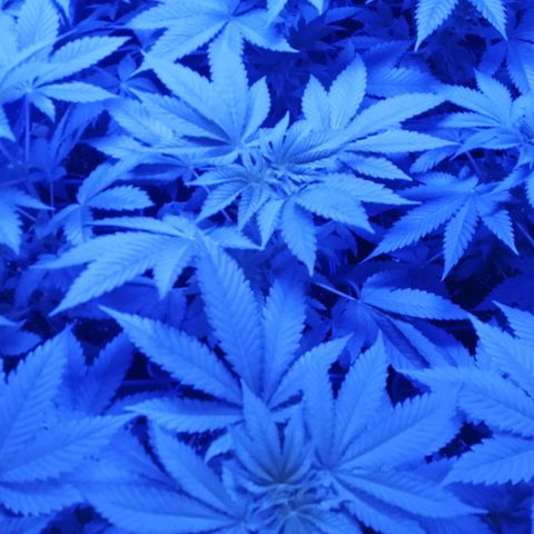 GRANEL strain growlog photo: Flowering 