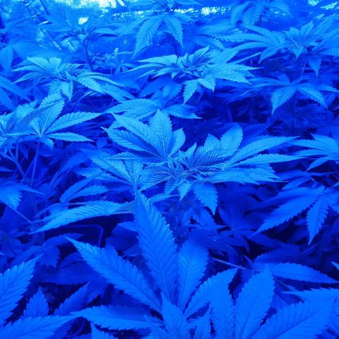 GRANEL strain growlog photo: Flowering 