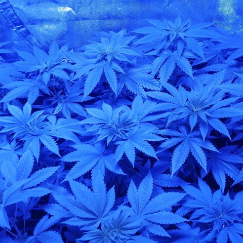 GRANEL strain growlog photo: Flowering 