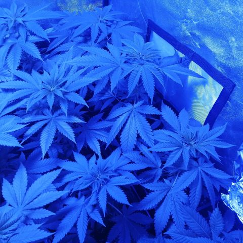 GRANEL strain growlog photo: Flowering 