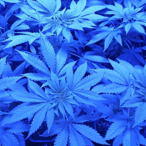 GRANEL strain growlog photo: Flowering 