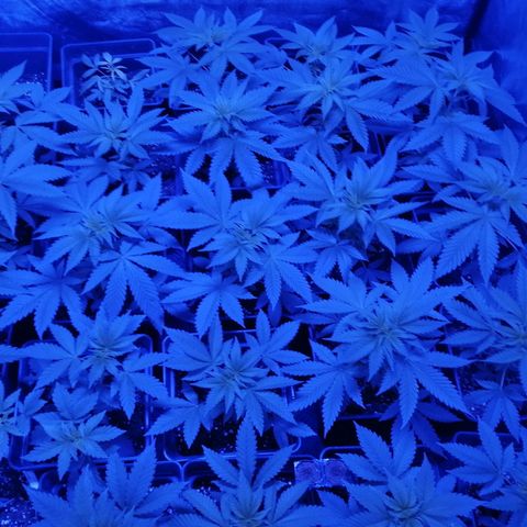 GRANEL strain growlog timeline photo