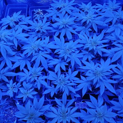 GRANEL strain growlog timeline photo