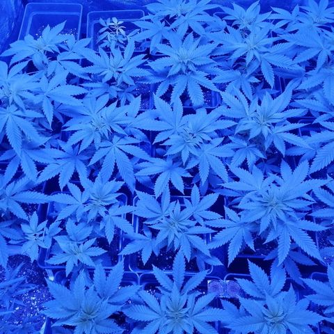 GRANEL strain growlog timeline photo