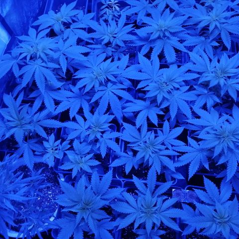 GRANEL strain growlog timeline photo