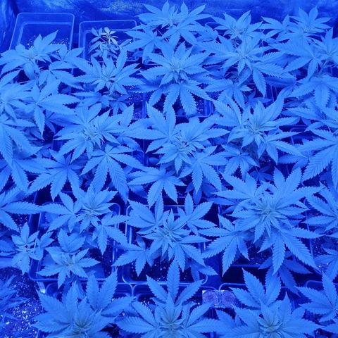 GRANEL strain growlog timeline photo