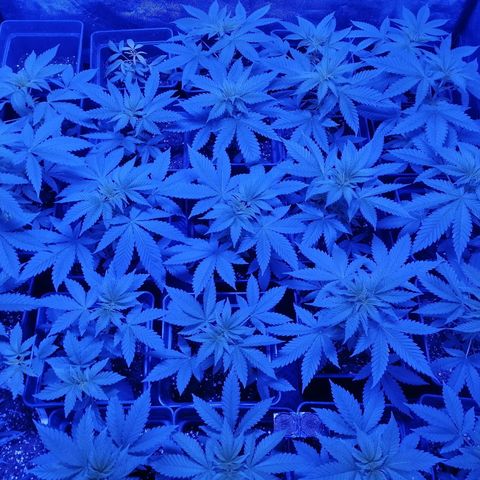 GRANEL strain growlog timeline photo