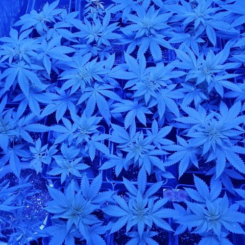 GRANEL strain growlog timeline photo