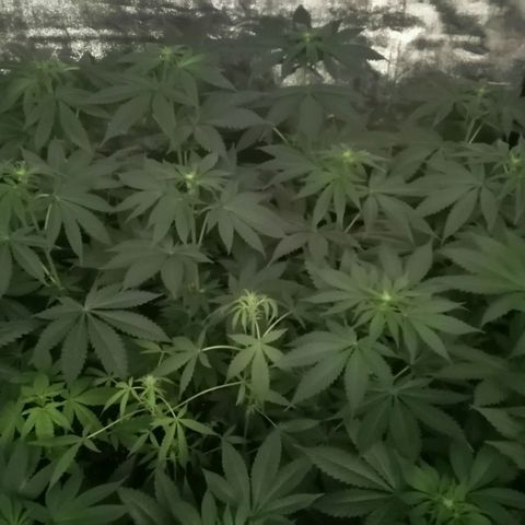 GRANEL strain growlog timeline photo