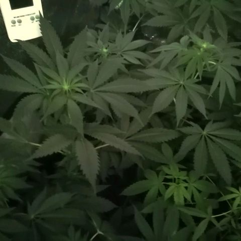 GRANEL strain growlog timeline photo