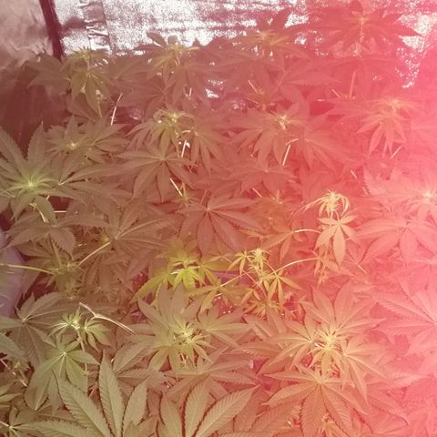GRANEL strain growlog timeline photo