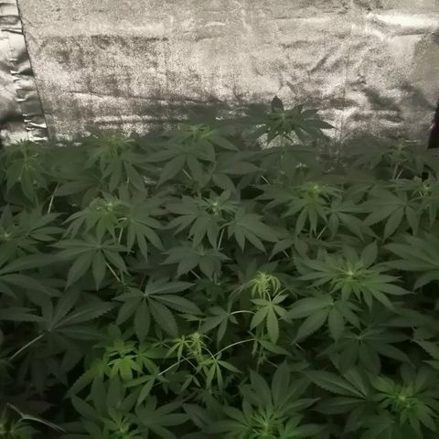 GRANEL strain growlog timeline photo