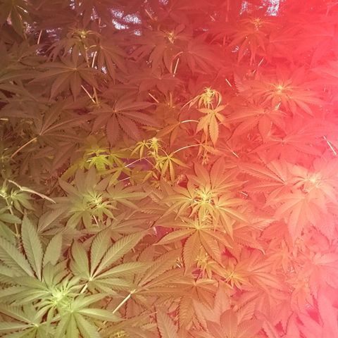 GRANEL strain growlog timeline photo