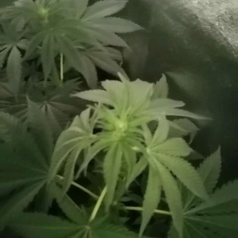 GRANEL strain growlog timeline photo
