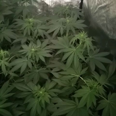 GRANEL strain growlog timeline photo
