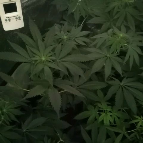 GRANEL strain growlog timeline photo