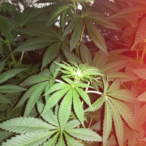 GRANEL strain growlog timeline photo