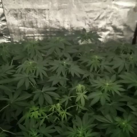 GRANEL strain growlog timeline photo