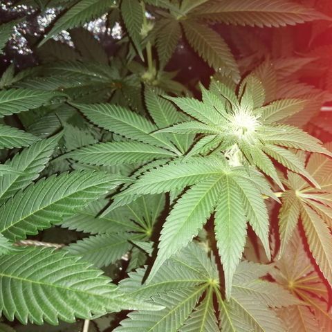 GRANEL strain growlog photo: Flowering 