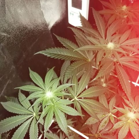 GRANEL strain growlog photo: Flowering 