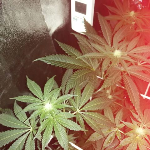 GRANEL strain growlog photo: Flowering 