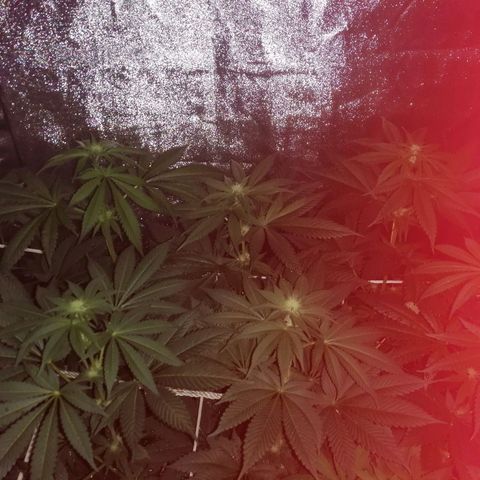 GRANEL strain growlog photo: Flowering 