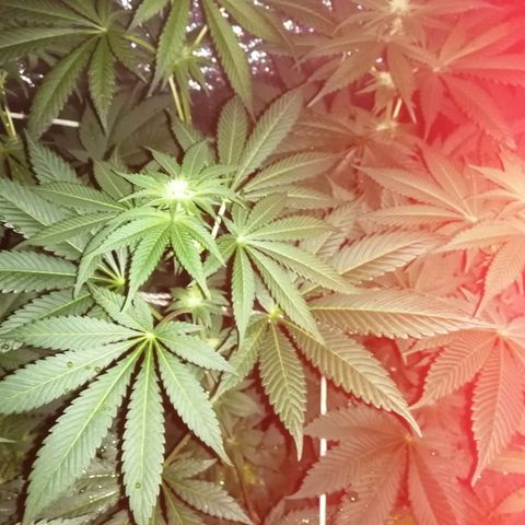 GRANEL strain growlog photo: Flowering 