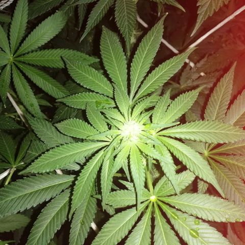 GRANEL strain growlog photo: Flowering 