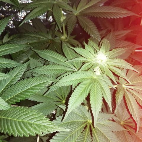 GRANEL strain growlog photo: Flowering 