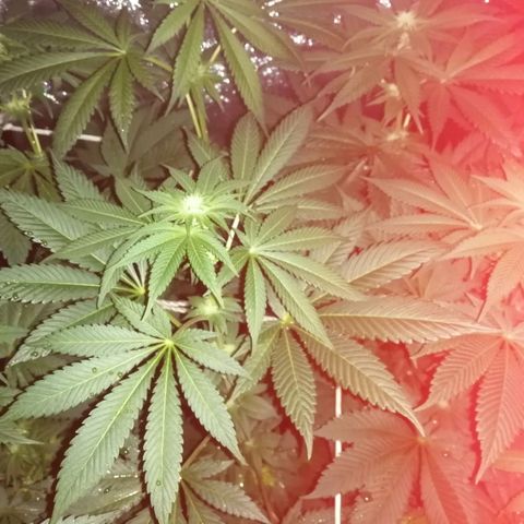 GRANEL strain growlog photo: Flowering 