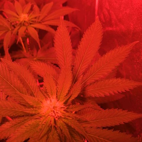 GRANEL strain growlog photo: After watering 