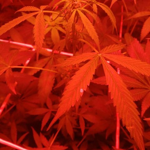 GRANEL strain growlog photo: After watering 
