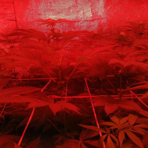 GRANEL strain growlog photo: After watering 
