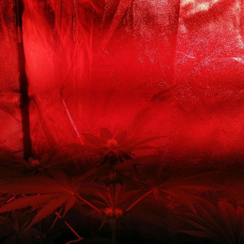 GRANEL strain growlog photo: After watering 