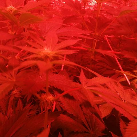 GRANEL strain growlog photo: After watering 