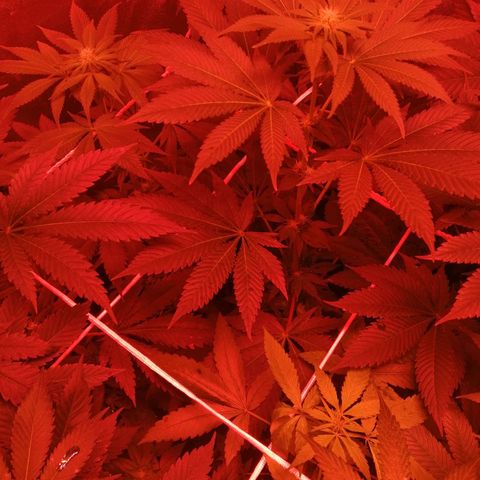 GRANEL strain growlog photo: After watering 